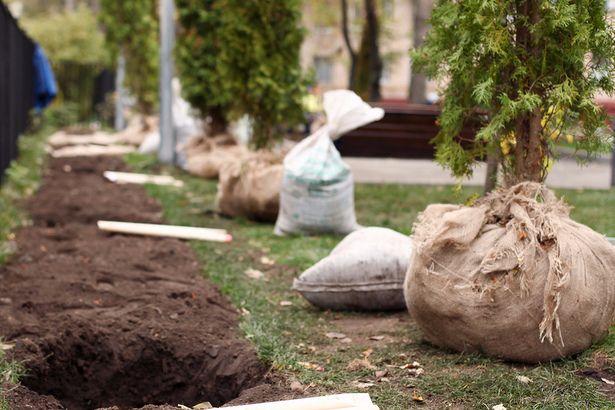 В рамках компенсационного озеленения в Зеленограде высадят 60 новых деревьев