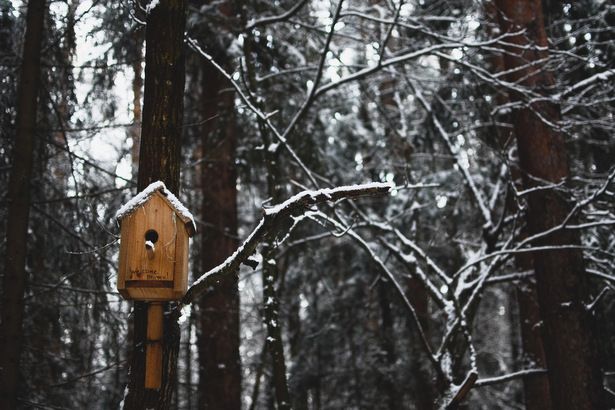 Жителей Зеленограда научат правилам подкормки зимующих в городе птиц