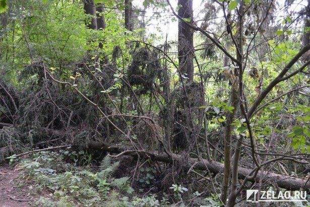 В Матушкино  и других районах продолжают вырубку сухих деревьев с целью исключить опасные ситуации в будущем