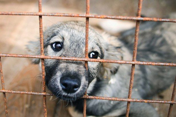 На территории района Матушкино отловили стаю бездомных собак