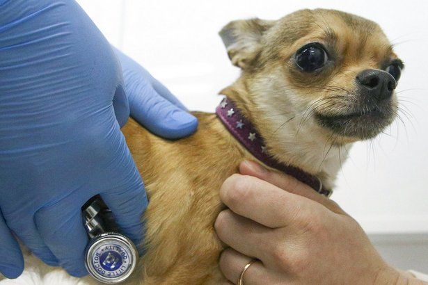 В районе Матушкино продолжается вакцинация домашних животных против бешенства