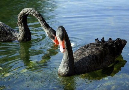 Запуск лебедей на Быковом болоте