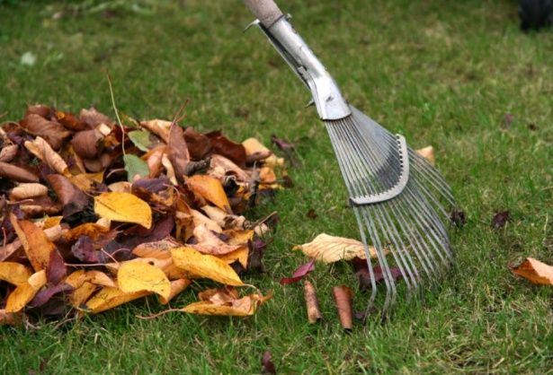 Как часто нужно убирать опавшую листву во дворе – решат жители