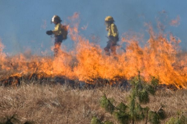 МЧС предостерегает об опасности сжигания сухой травы
