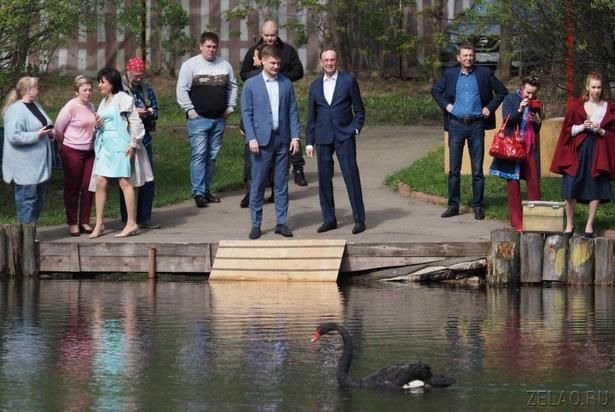 На пруд в районе Матушкино вернулись лебеди