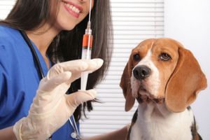 Прививочные пункты Матушкино готовятся к осенней вакцинации животных