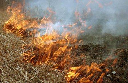 Плановое сжигание порубочных остатков в Московской области