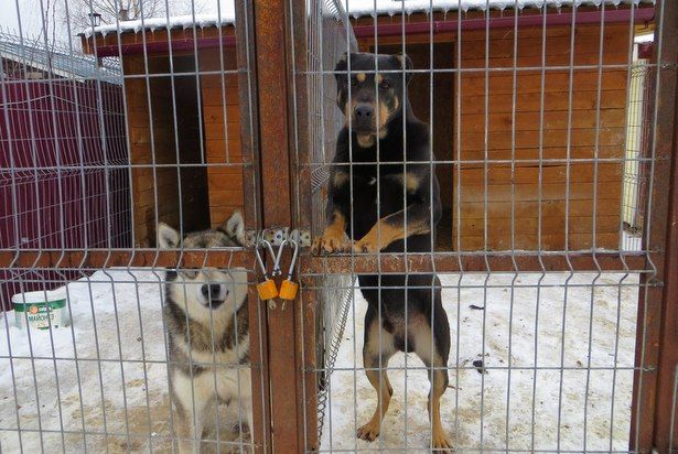 Волонтеры приюта «Кошкин дом» призывают зеленоградцев помочь животным, ставшим бездомными после дачного сезона