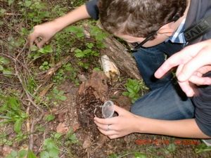Юные натуралисты Матушкино изучали жизнь муравьев      