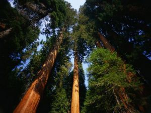 Возле Зеленограда высадят порядка 100 тысяч  лесных деревьев