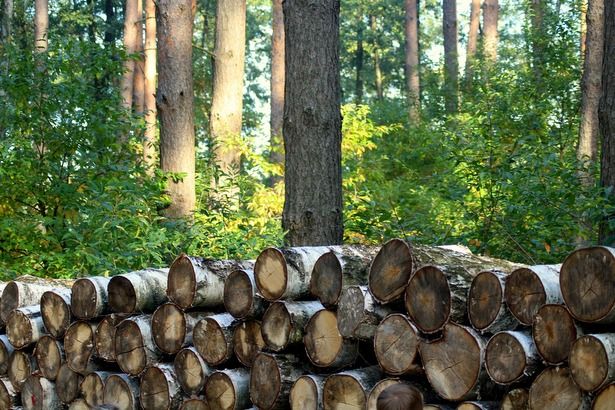 Депутат МГД Титов: В Зеленограде идет плановая вырубка с последующей посадкой новых лесов