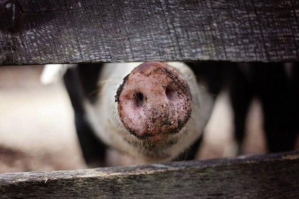 В Подмосковье выявлен очаг африканской чумы свиней