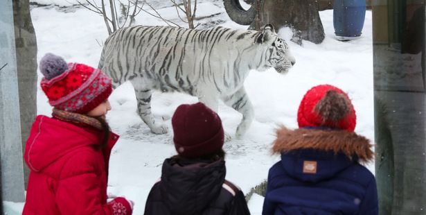 Посетителей Московского зоопарка будут знакомить с животными через стихи и прозу
