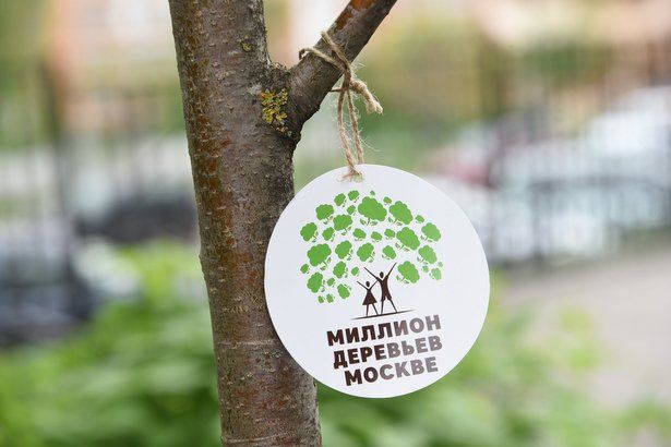 В рамках акции «Миллион деревьев» в Матушкино высадят более 200 деревьев