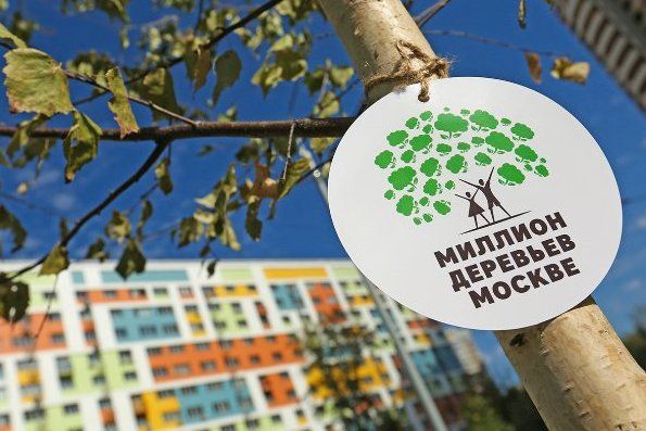В Зеленограде в рамках программы «Миллион деревьев» до конца осени высадят свыше 2,5 тысячи деревьев и кустарников
