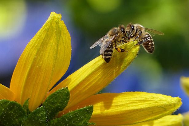 Экскурсионная программа Мосприроды познакомит зеленоградцев с природой округа и жизнью пчел