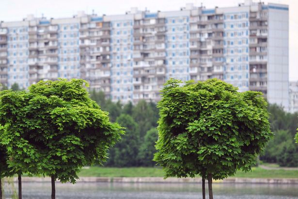 Активные жители Москвы и Зеленограда скоро будут выбирать дворы для озеленения в следующем году