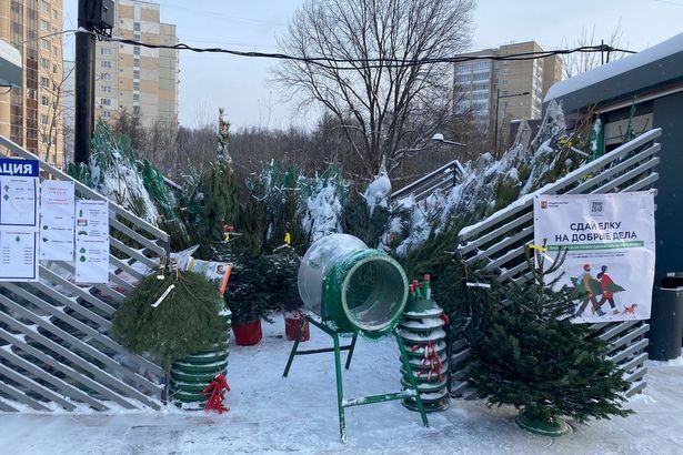 На площади Юности началась продажа новогодних елок