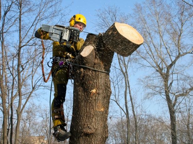 «Жилищник» района Матушкино приступил к обрезке старых деревьев