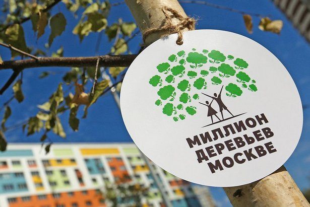 Москвичи выбрали деревья и кустарники для посадок в своих дворах