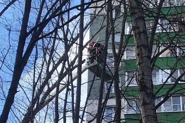 В района Матушкино проводятся работы по удалению аварийных деревьев