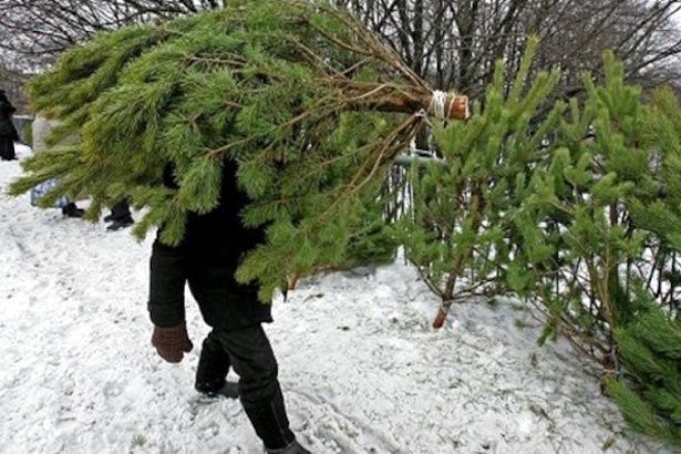 Жители Матушкино могут сдать на переработку новогоднюю ель по трем адресам