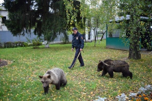 Зеленоградские медвежата- потеряшки находятся на месячном карантине в подмосковном центре реабилитации