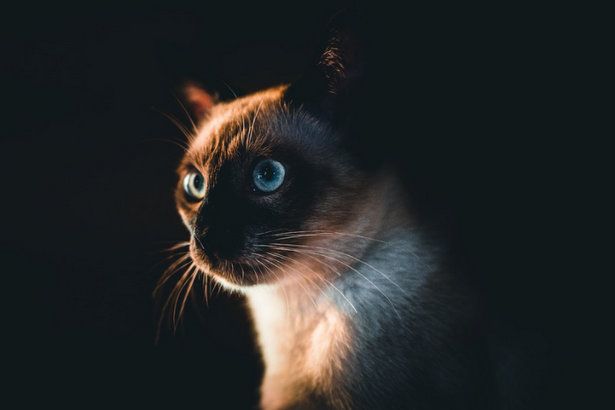 В Зеленограде состоится благотворительный фестиваль «Теплые коты»