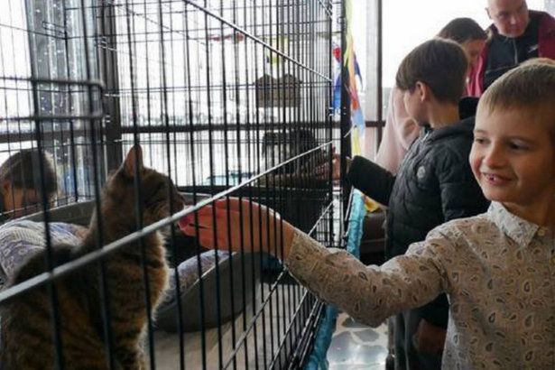 В КЦ «Зеленоград» пройдет благотворительная акция по пристройству бездомных животных