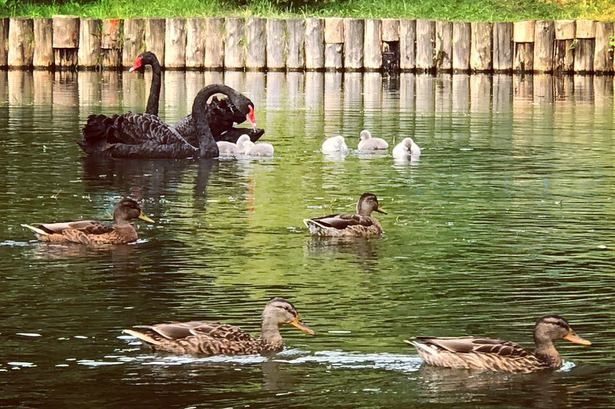 У черных лебедей на Быковом болоте – пополнение!