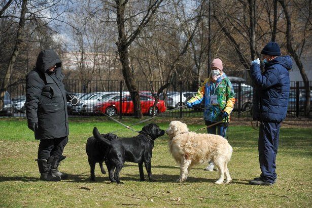 Волонтеры Москвы ежедневно выгуливают 120 собак московских пенсионеров