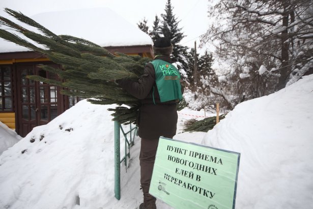 Москвичи сдали на переработку вдвое больше новогодних елок, чем год назад