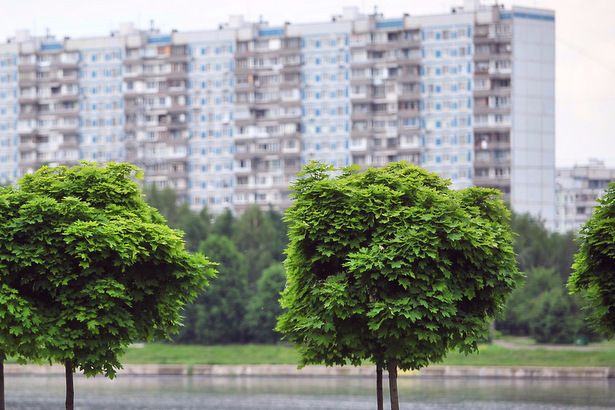 Зеленоградские пользователи «Активного гражданина» выбрали деревья и кустарники для осенних посадок
