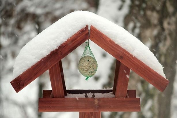 Москвичей призывают подкормить зимующих в городе птиц