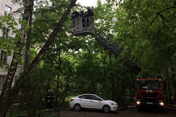 Сотрудниками МЧС спилено аварийное дерево у корпуса 147