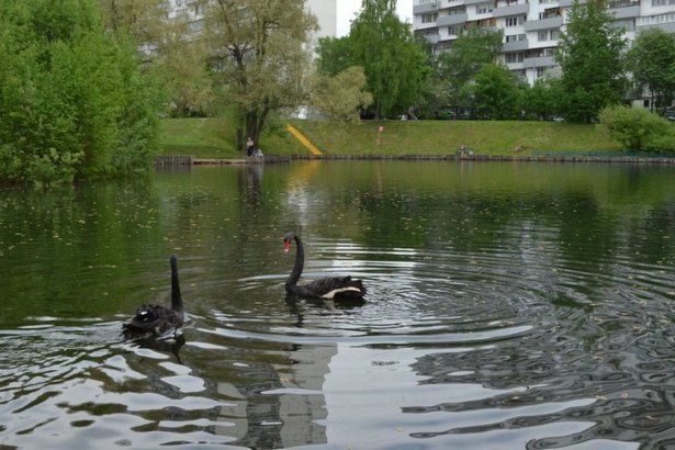 Управа района Матушкино просит не кормить лебедей на Быковом болоте