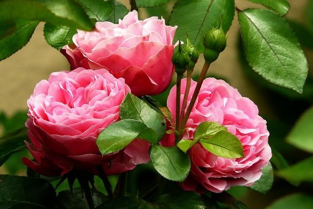 В "Аптекарском огороде" в Москве можно полюбоваться пышным цветением роз