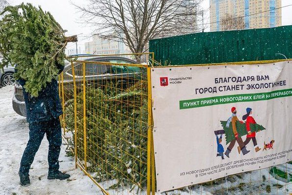 В Матушкино у корпусов 165, 234 и 403 откроются пункты приема использованных новогодних деревьев