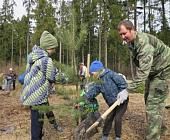 Лесопарковую территорию района Матушкино украсили молодые сосенки