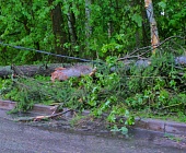 В Зеленограде не отмечены случаи гибели людей во время вчерашнего урагана