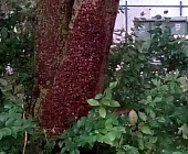 Пчелиный рой оккупировал дерево  в 4-м микрорайоне Зеленограда